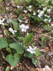Viola primulifolia