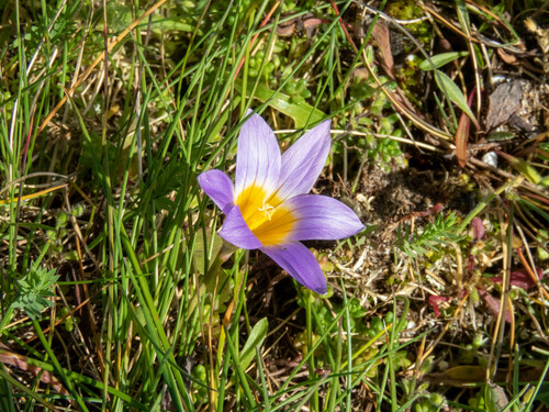 Romulea clusiana
