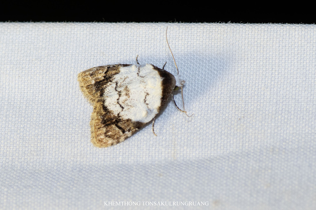 Hampsonola latiscripta