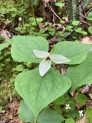 Trillium