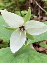 Trillium