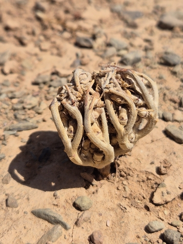 true rose of Jericho