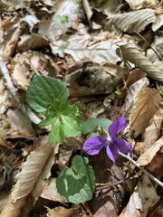 Viola palmata