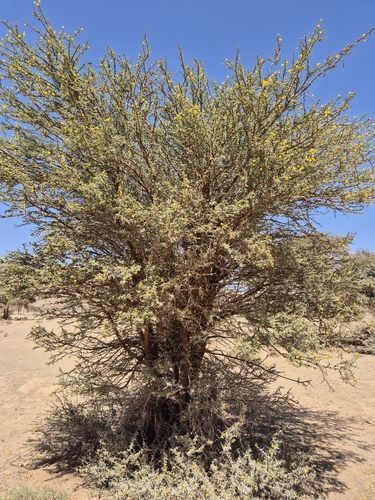 Vachellia flava