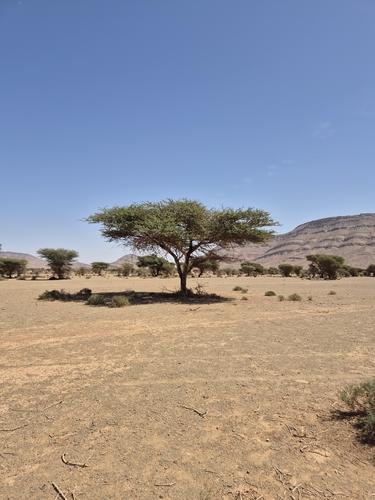 umbrella thorn