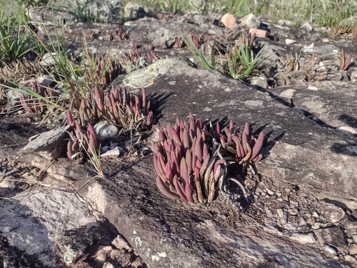 Acianthera teres