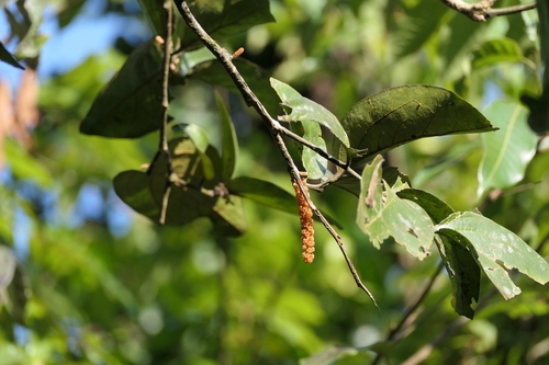 Scleropyrum pentandrum observed 2024-01-22