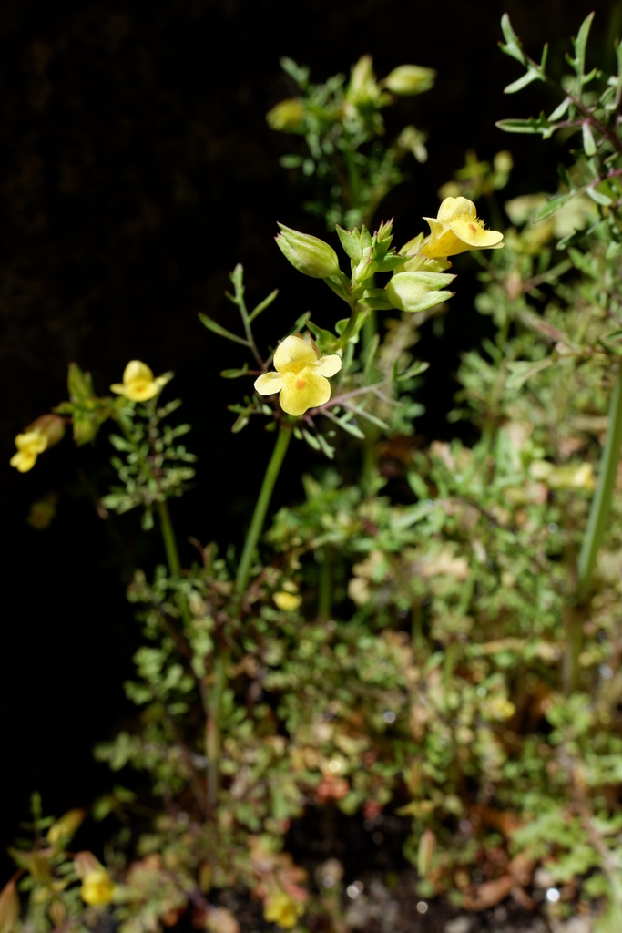 Fern-leaved Monkeyflower