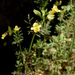 Fern-leaved Monkeyflower - Photo (c) Belinda Lo, some rights reserved (CC BY-NC-SA), uploaded by Belinda Lo