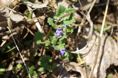 Glechoma hederacea
