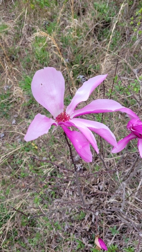 Foto de Magnólia