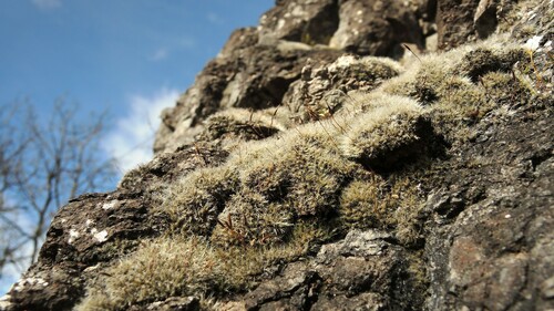 Crossidium squamiferum observed 2024-03-14
