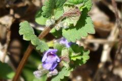 Glechoma hederacea