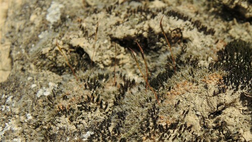 Crossidium squamiferum observed 2024-03-14