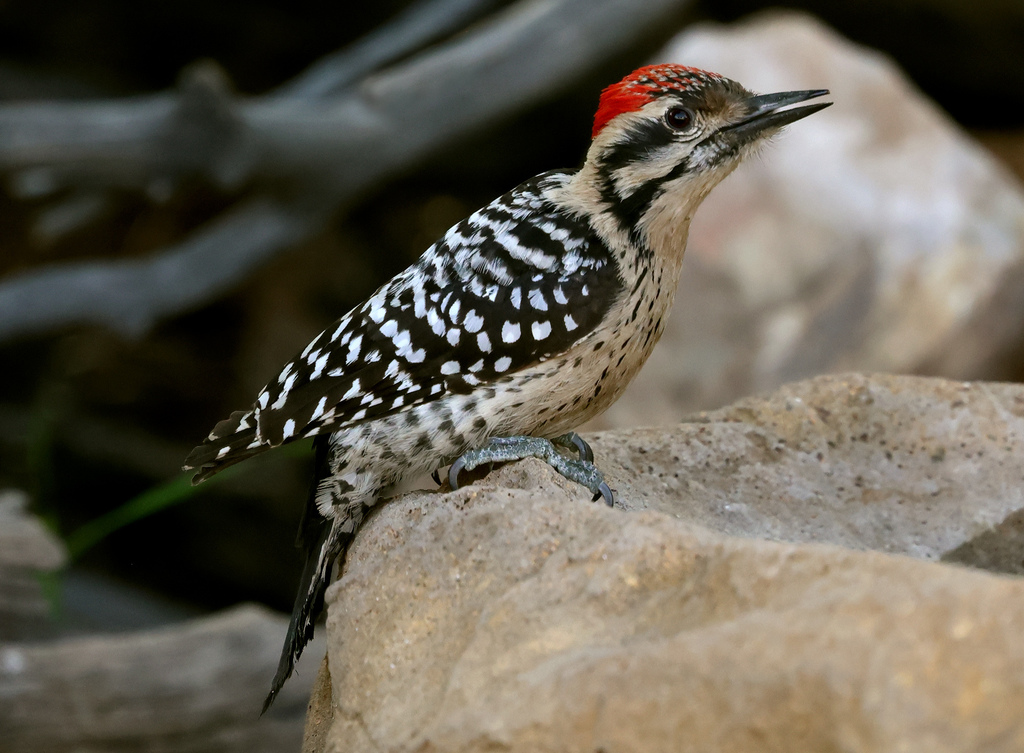 Ladder-backed Woodpecker photo