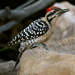 Ladder-backed Woodpecker - Photo (c) Ad Konings, some rights reserved (CC BY-NC), uploaded by Ad Konings