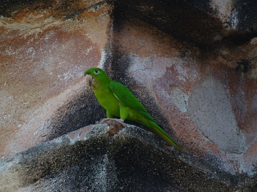 Pacific Parakeet (Psittacara strenuus), photo 4