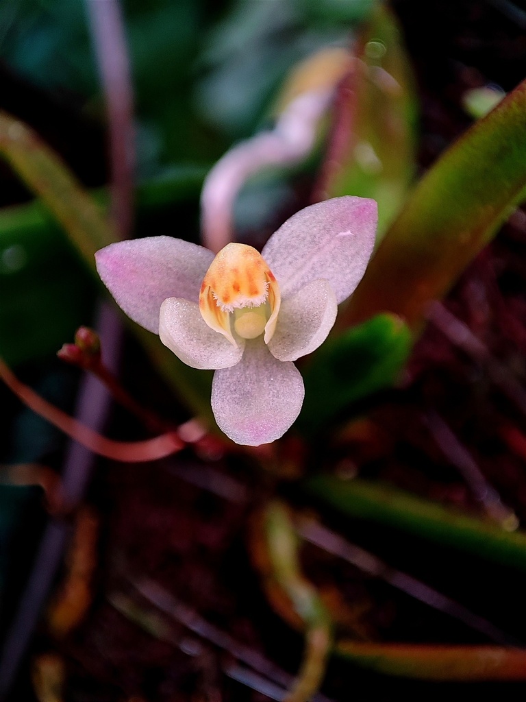 Thrixspermum annamense (Thrixspermum annamense)