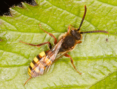 Nomada leucophthalma