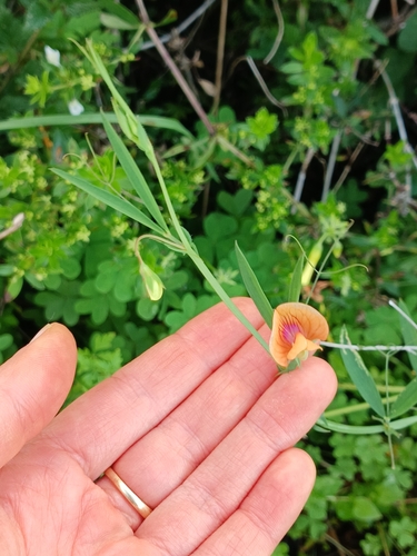 Lathyrus hierosolymitanus, photograph 5