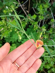 Lathyrus hierosolymitanus, photograph (c) yelena_antipova, some rights reserved (CC BY)