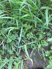 Chaerophyllum procumbens