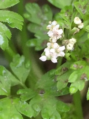 Chaerophyllum procumbens