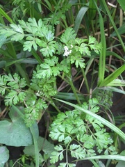Chaerophyllum procumbens