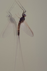 Leptophlebia