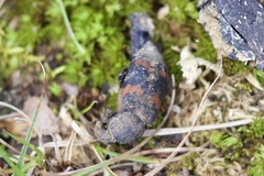 Nicrophorus sayi