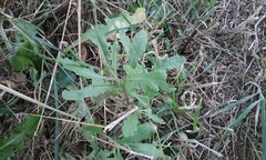 Senecio glomeratus glomeratus