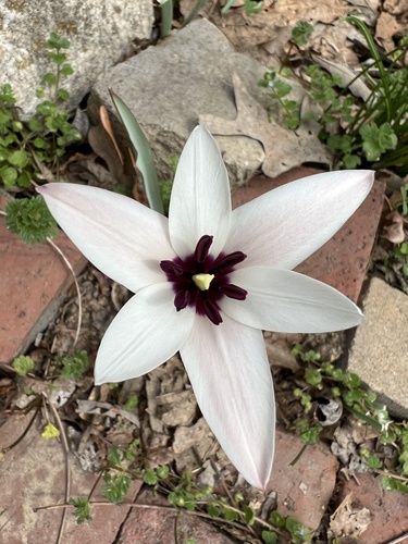 Tulipa clusiana iNat (3)