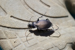 Carabus goryi