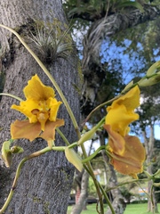 Cyrtochilum macranthum