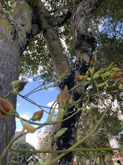 Cyrtochilum macranthum