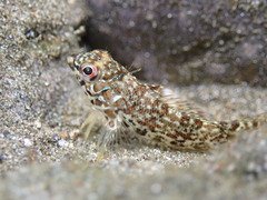 Southern Blenny photo 4