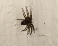 Oecobius