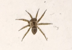 Oecobius