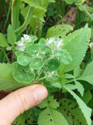 Image of Trifolium Pilulare by (c) yelena_antipova, some rights reserved (CC BY)
