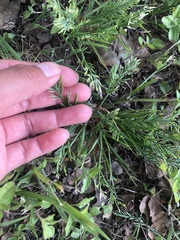 Catapodium rigidum