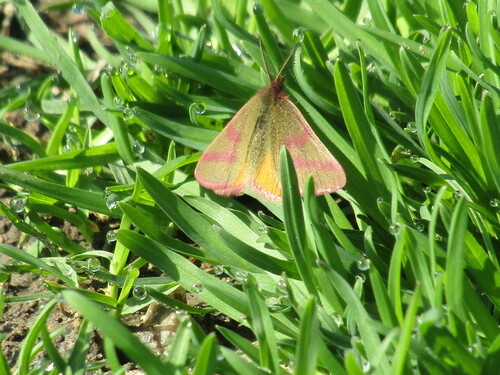 Purple-barred Yellow, Parvomay, Bulgaria, photo 6 of 10