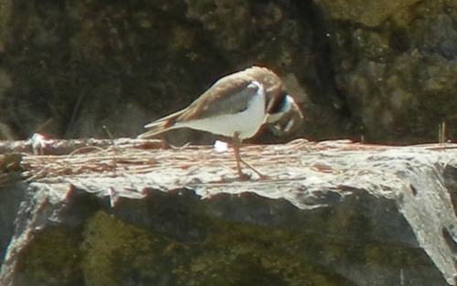 Killdeer