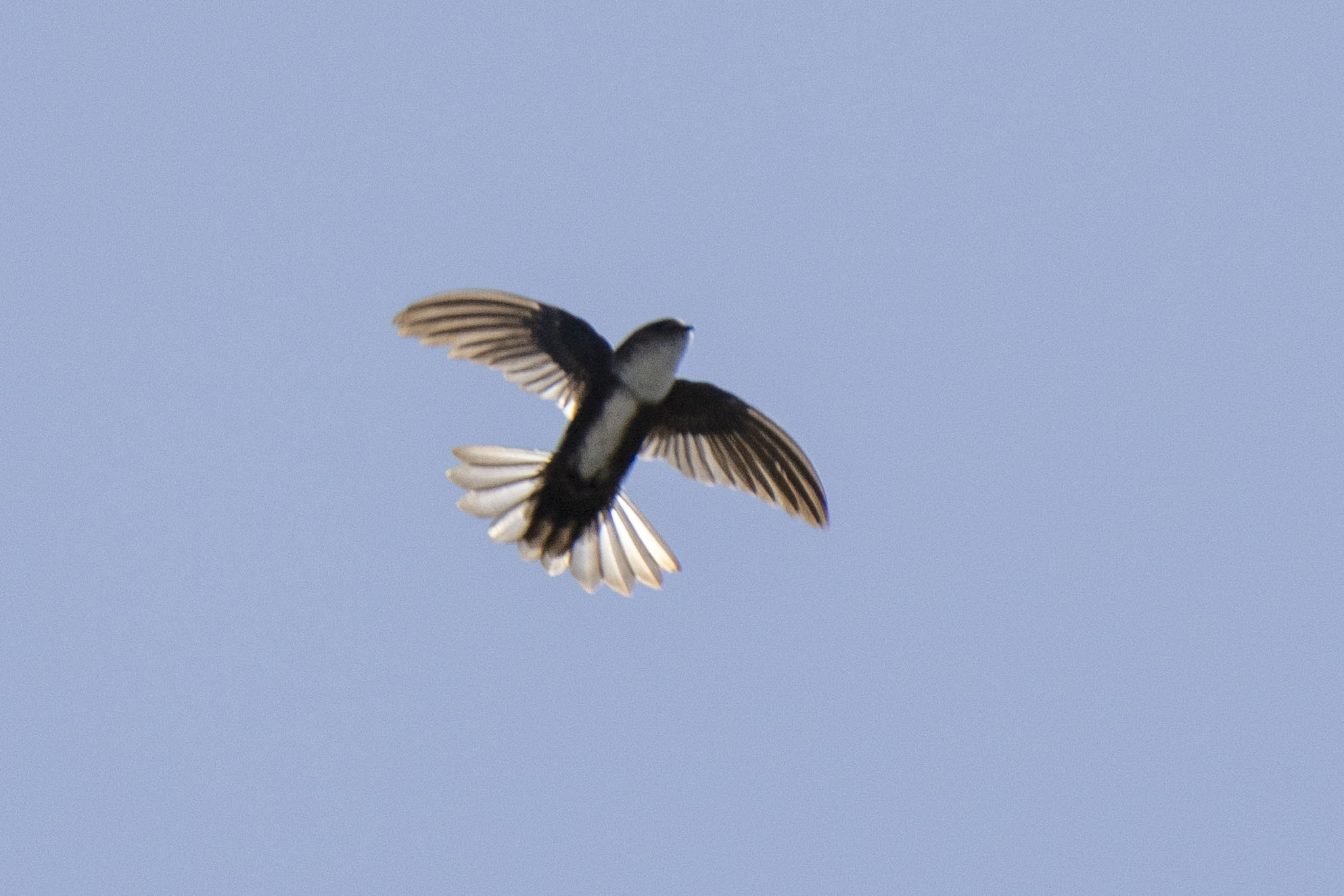 Antillean Palm Swift (Tachornis phoenicobia)