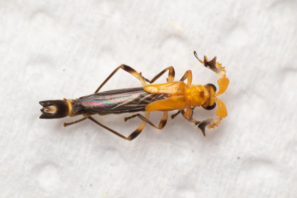 Shortwing Soldierbeetles