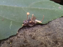 Ophiocordyceps dipterigena