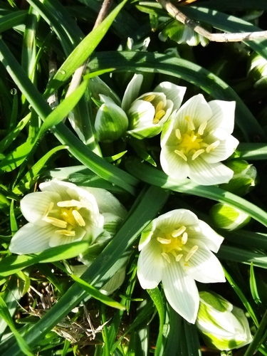 Ornithogalum sigmoideum, photograph 5