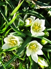 (c) SteveM4560, some rights reserved (CC BY) Ornithogalum sigmoideum, photograph (c) SteveM4560, some rights reserved (CC BY)
