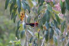 Piranga leucoptera