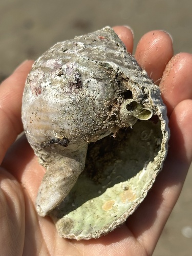Grinning Tun Snail (Malea ringens)