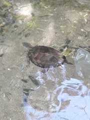 Phrynops geoffroanus